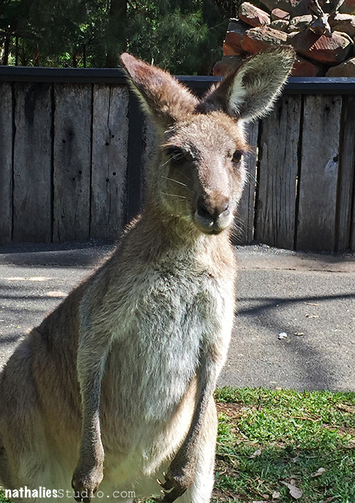 KalbachNSW15